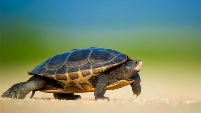                       Giải mã về giấc mơ thấy rùa và những con số tiềm ẩn trong đó
