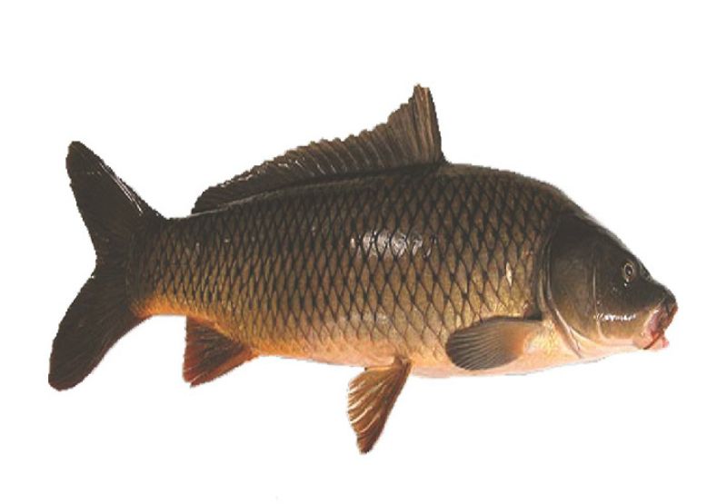 Mơ thấy mình ăn cá chép