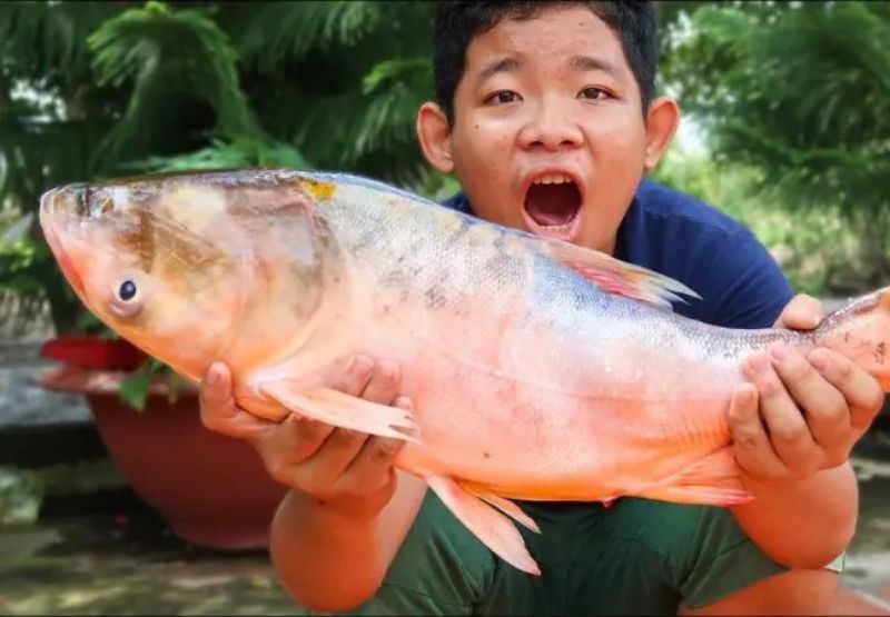 Ý nghĩa các giấc mơ thấy cá mà về các con số