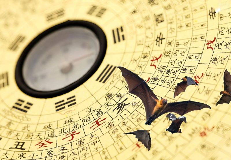 Mơ thấy dơi bay vào nhà là điềm báo may mắn hay xui xẻo?