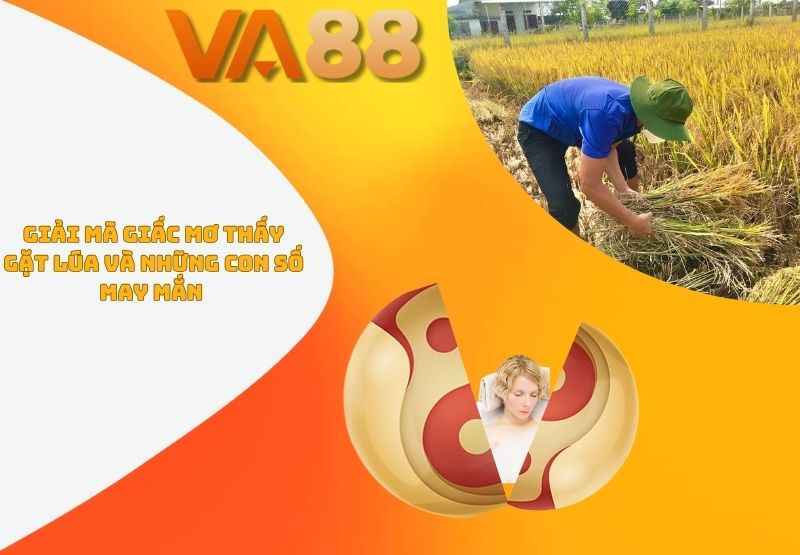 mơ thấy gặt lúa