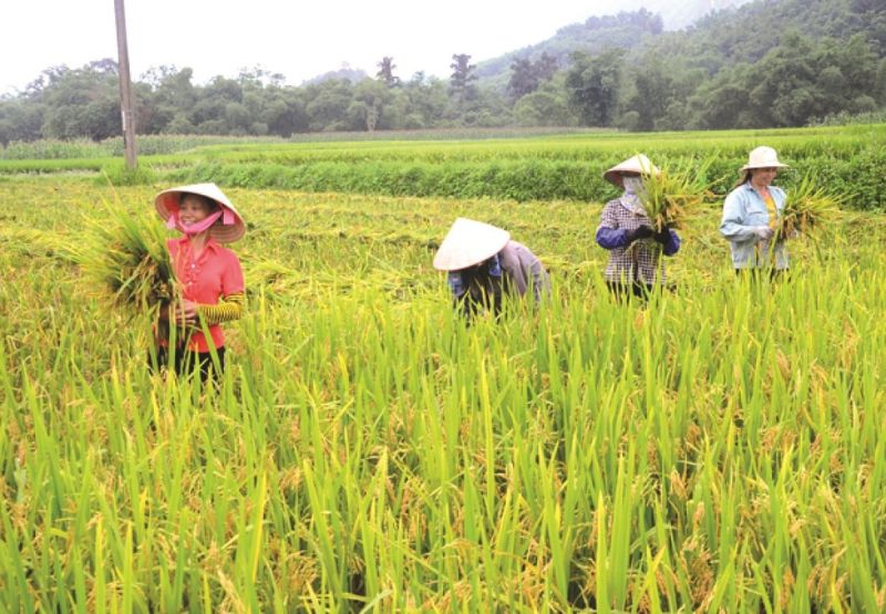 Nằm mơ thấy bản thân đang gặt lúa 