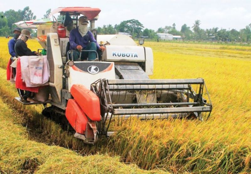 Mơ thấy gặt lúa chín vàng ươm