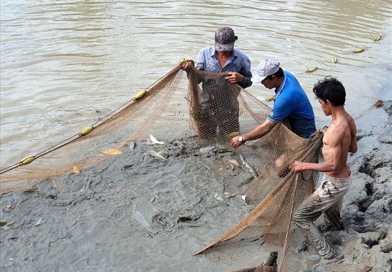Giải mã ý nghĩa mơ thấy bắt cá đánh con gì và con số may mắn 