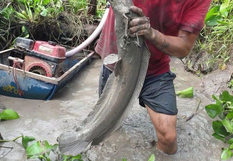 Mơ thấy đã bắt được cá chép