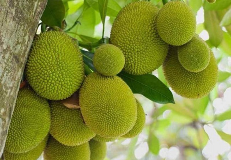 Số lô đề nên đánh khi mơ thấy quả mít theo tính chất 