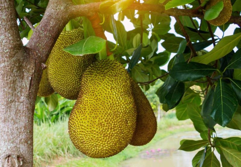 Các số nên đánh ngay khi mơ thấy mít theo hành động