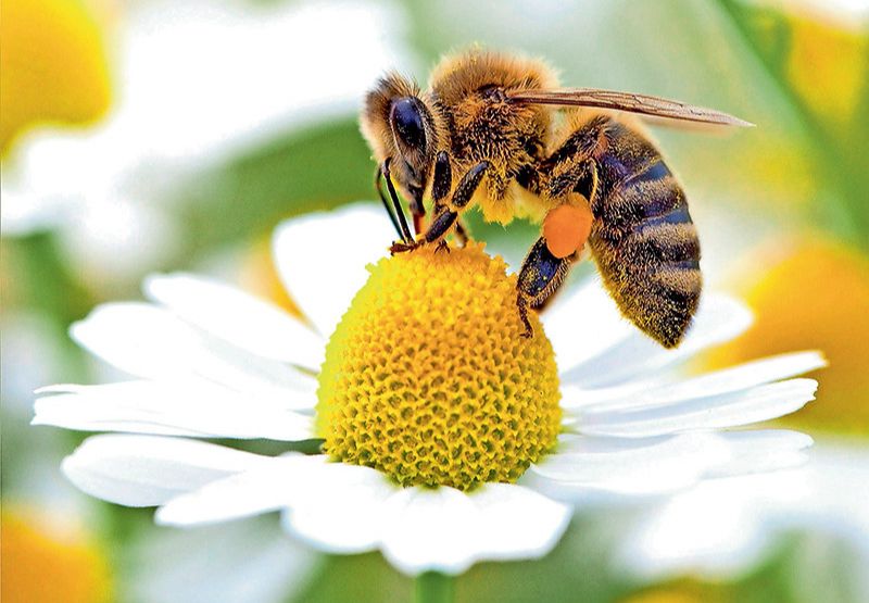 Giải mã ý nghĩa của từng trường hợp giấc mơ thấy ong và các con số may mắn đi kèm