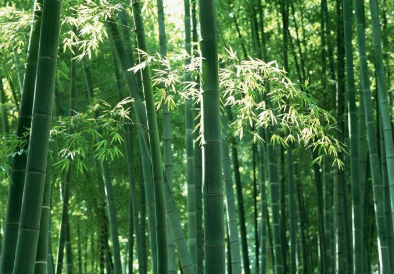 Mơ thấy cây tre nên đánh con đề, lô gì?