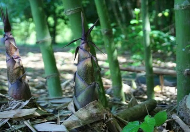 Khám phá ý nghĩa của từng giấc mơ về cây tre